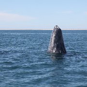 IMG 0001 2 (79)